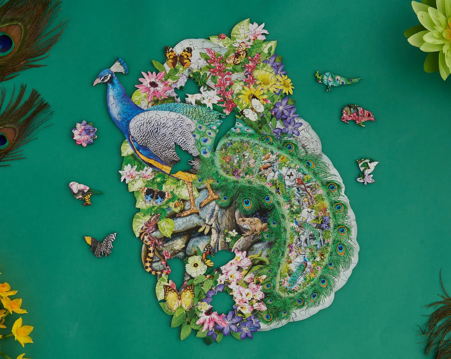 Peacock of India
