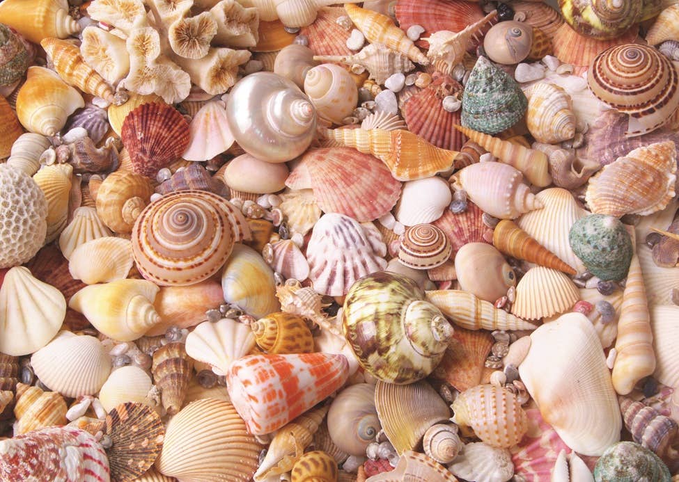 Seashells Wooden Mini Extra Difficult Puzzle