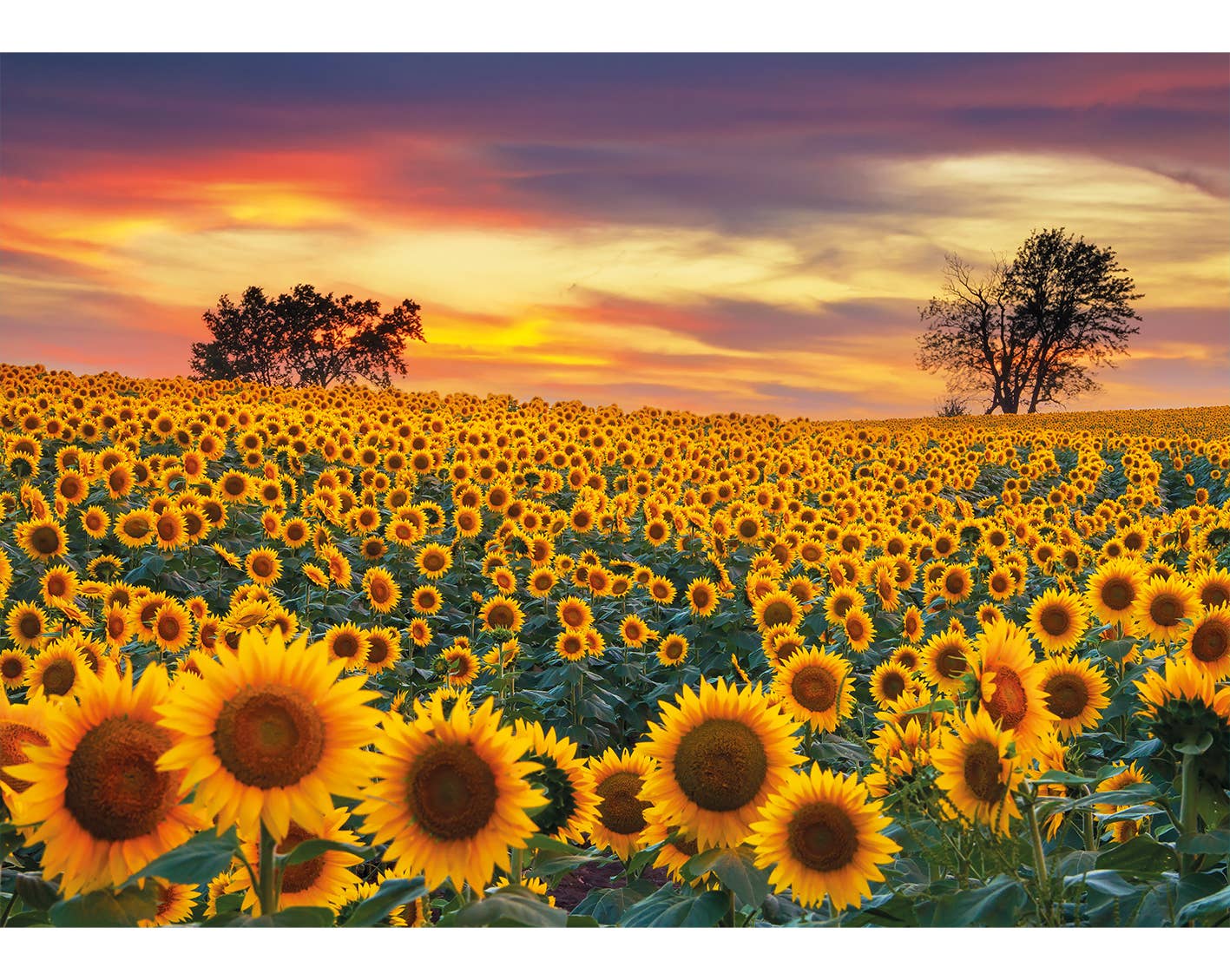 Sunflower Field