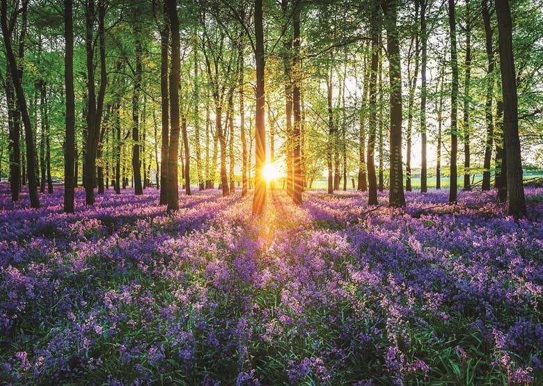 Bluebells