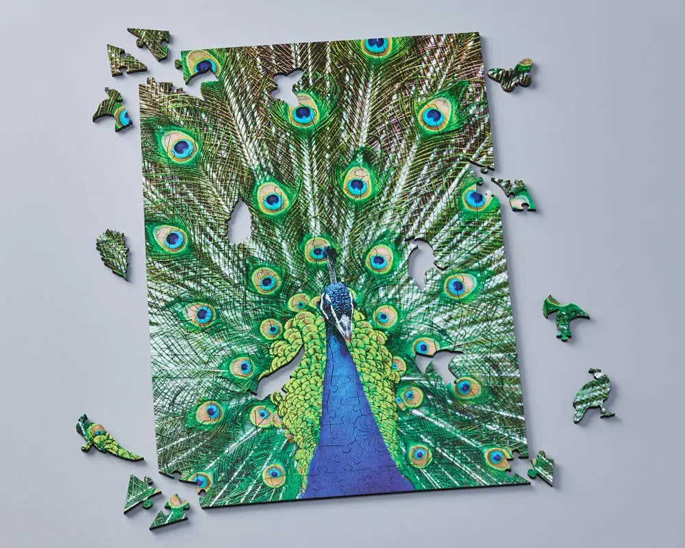 Indian Peafowl Peacock