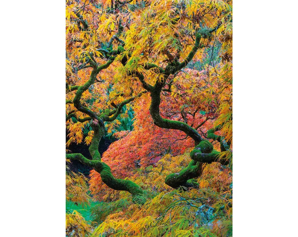 Japanese Maple, Ramster Gardens, Surrey