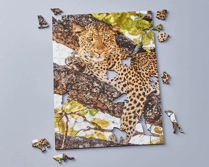 Leopard Resting in the Trees