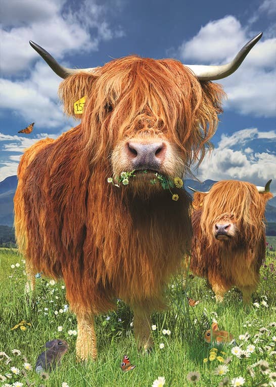 Highland Cattle