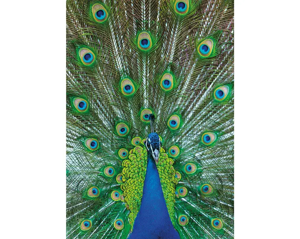 Indian Peafowl Peacock