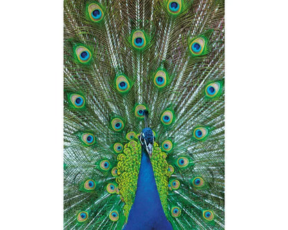 Indian Peafowl Peacock