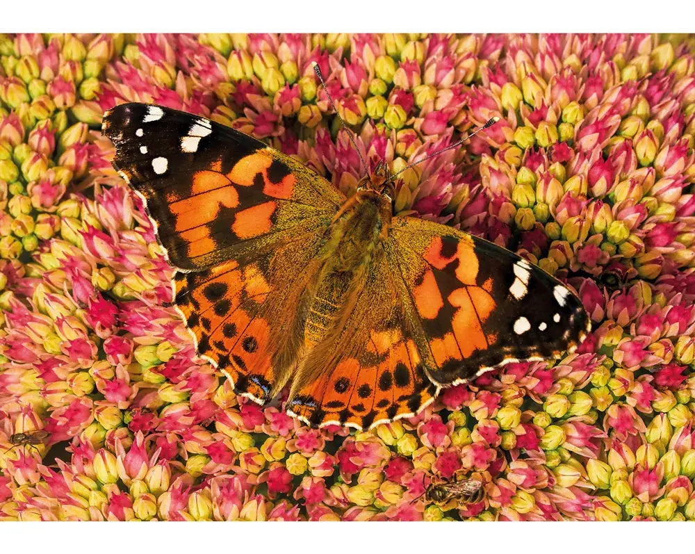 Painted Lady Butterfly