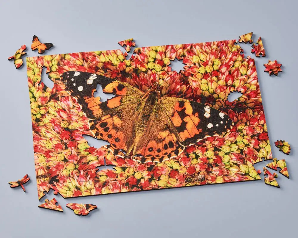 Painted Lady Butterfly