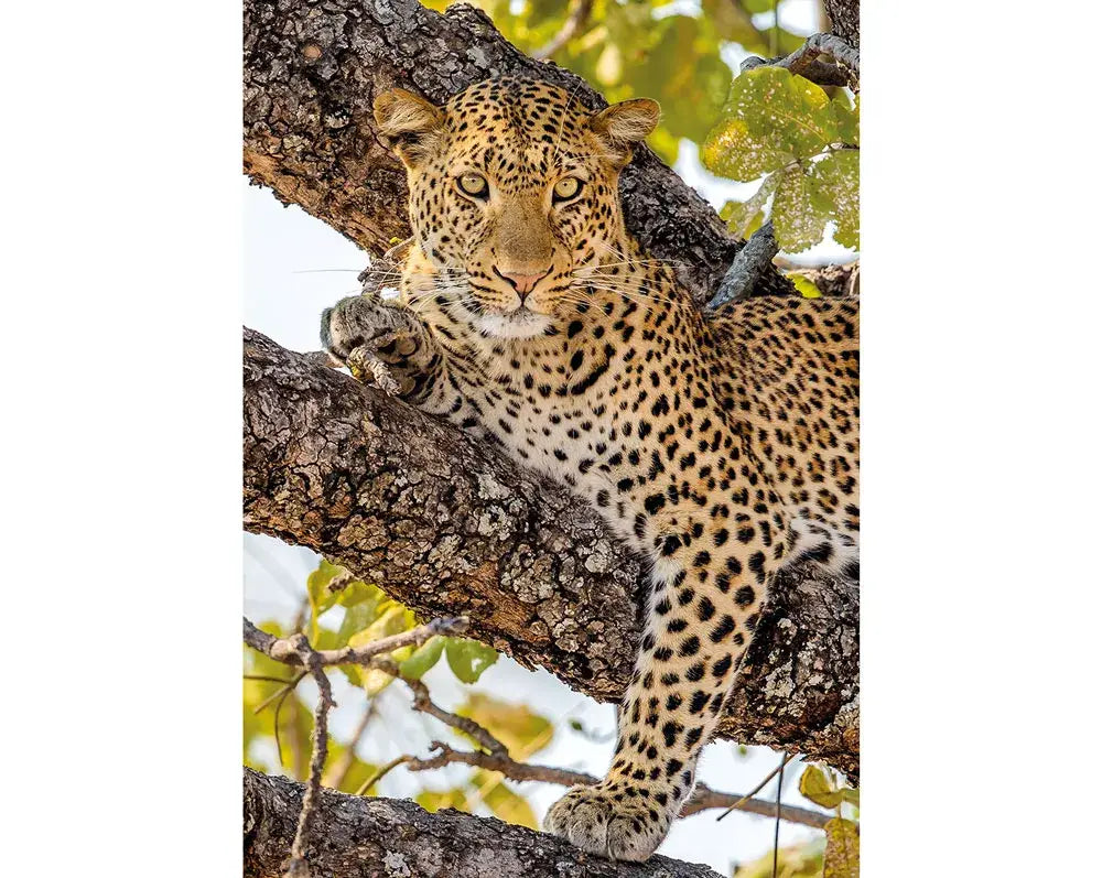 Leopard Resting in the Trees