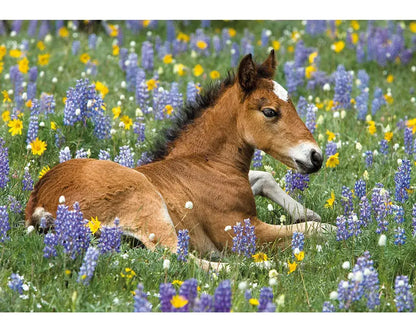 Wild Mustang Foal