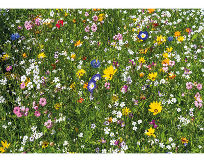 Colourful Meadow